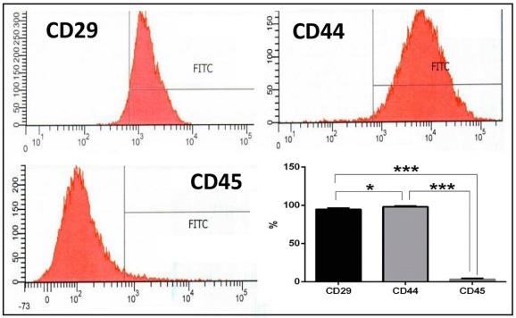 Figure 2: Identification and immunophenotyping of rbDPSCs expressing CD29, CD44 and CD45 markers by flow cytometry. CD29 and CD44 were strongly expressed, and CD45 was negative.