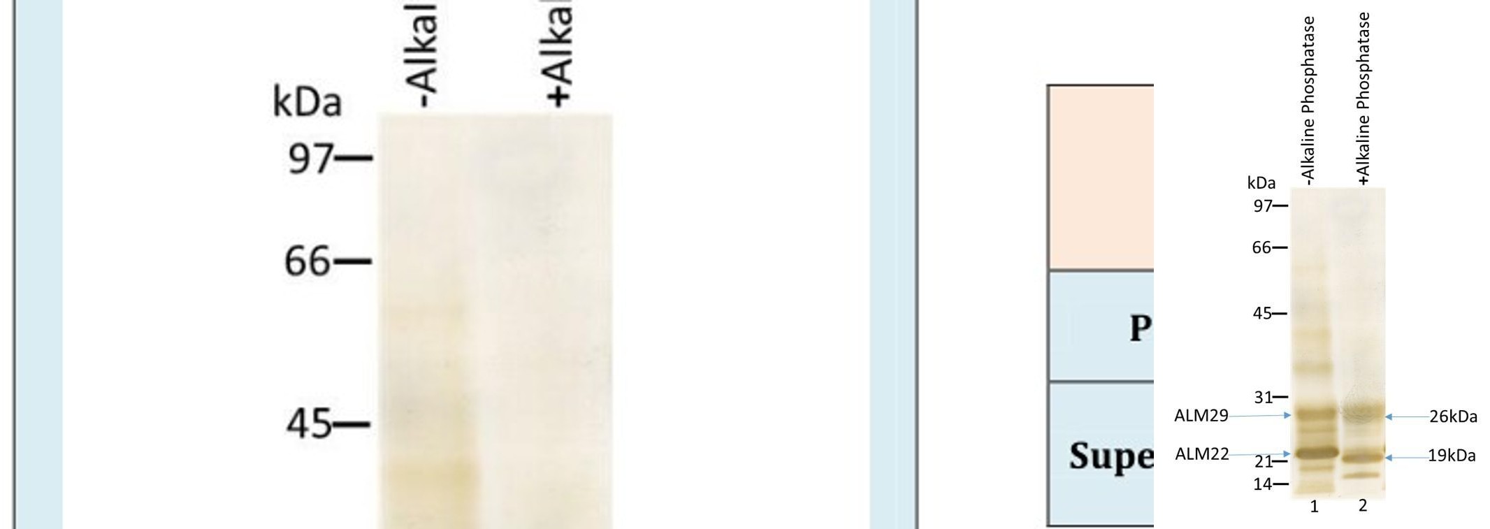Figure 4: Both ALM29 and ALM22 polypeptides were stripped out of the ALM complex by high pH (pH-11) extraction. Both respective polypeptides were treated with alkaline phosphatase in 50mM Glycine-NaOH buffer, pH 11 for 4 hours at 37oC. A parallel ALM control was run without an enzyme. Both the control and enzyme-treated fractions were analyzed by Western blot analysis. Blots were immunostained with anti-ALM 22. Lane 1 shows the control experiment exhibiting the presence of two major polypeptides: ALM29 and ALM22. Lane 2 reveals the alkaline phosphatase treated ALM; there is a reduction in size (~3 kDa) of both the ALM29 & ALM22 polypeptides.