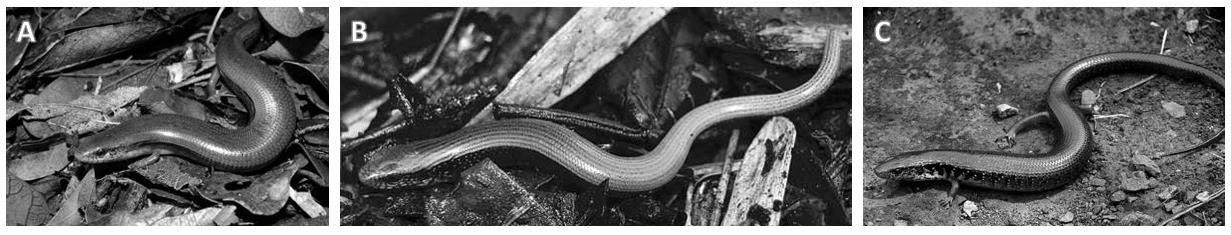 Figure 1: The three species of Diploglossus endemic to Cuba: (A): D. delasagra, (B): D. garridoi and (C): D. nigropunctatus respectively. © T. M. Rodríguez-Cabrera, © A. Fong and © G. Begué, respectively.