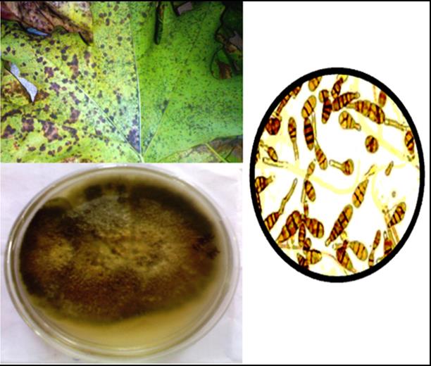 Figure 3: Shows 10 days old homogenous culture of Alternaria kashmeriana on PDA/6-Benzyl Amino Purine/Malt Extract Agar, incubated at 22- 28°C. Fungal cultures were examined for CFU using hemocytometer and the spore suspension of 1x103 concentration.