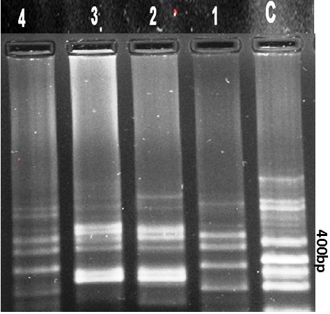 Figure 4: Variation in the size of ribosomal DNA fragments polymerase chain reaction-amplified from Alternaria kashmeriana KT825857 and different isolates of Alternaria using primers ITS-1 and ITS-4 designed from the sequence common to ITS1 and ITS2.