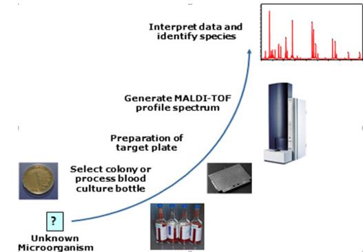 Figure 1: MALDI-TOF Mass Spectrometry. Courtesy: https://creativecommons.org/licenses/by-nc-nd/4.0/ Given its high sensitivity and specificity, it seems to be slowly replacing PCR tests. It is also being evaluated for its potential role in taxonomy, strain typing and to identify antifungal drug-resistance. Costs of acquiring the equipment, and complexities involved in software training and analysis continue to pose major restrictions that curtails its widespread use.