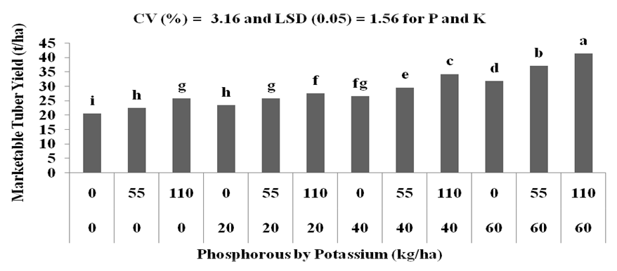 Figure 2: Interaction effect of P and K fertilization on Marketable tuber yield of Potato.