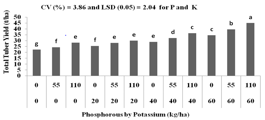 Figure 3: Interaction effect of P and K fertilization on Total tuber yield of Potato.