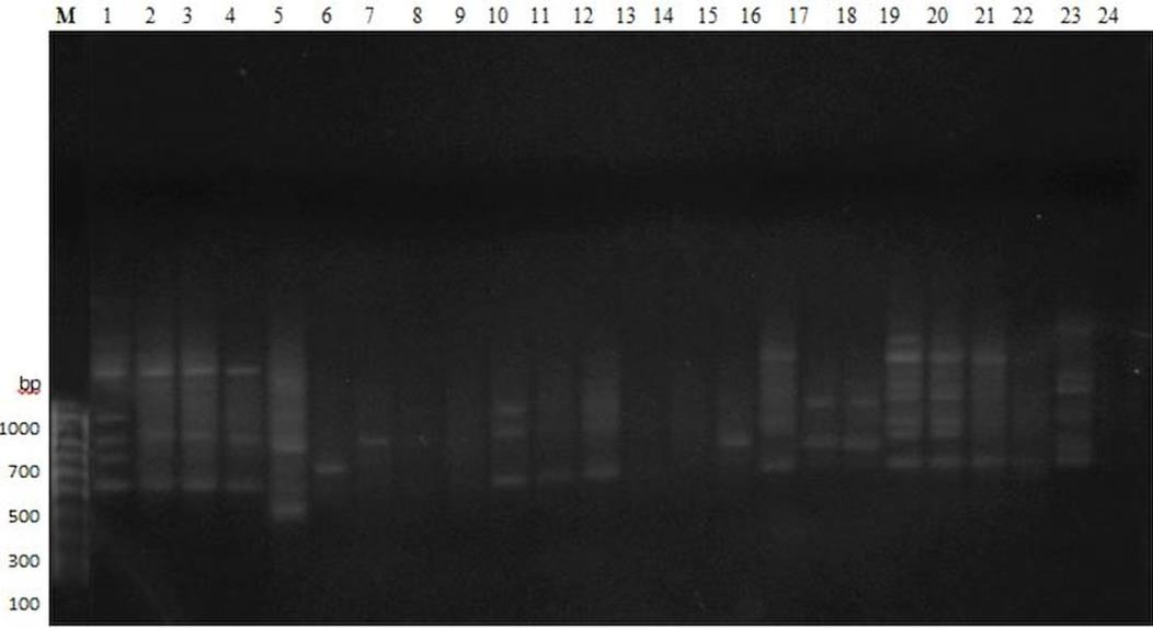 Figure 1: Representative RAPD profile of 24 isolates using primer OPA03. M: Molecular weight marker (100 bp DNA ladder).