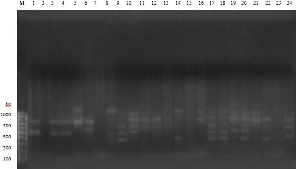 Figure 2: Representative RAPD profile of 24 isolates using primer OPA04. M: Molecular weight marker (100 bp DNA ladder).