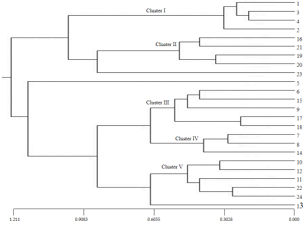Figure 3: Unweighted pair group method of arithmetic mean (UPGMA) dendrogram based on Nei’s genetic distance, summarizing data on differentiation in 24 isolates according to RAPD analysis.