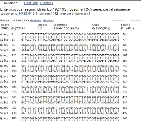 Figure 6: Identity of Enterococcus faecium strain with the GeneBank data base.