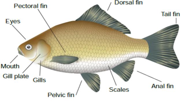 Figure 1: Fish external anatomy [9]. Physiology of fish: Fish breathe oxygen using their gills, which are located in each side of the head area. Gills consist of structures called filaments. Each filament contains a blood vessel network that provides a large surface area for the exchange of oxygen and carbon dioxide. Lymph volume in fish is four times larger than blood volume and capillaries have a high permeability to protein small changes in lymph formation can lead to large changes in blood composition sinus venous, atrium, ventricle and bulbous arteriosus [12]. Fish are poikilothermic or cold blooded and metabolic functions are dependent on the temperature of the surrounding water. Oxygen requirement to digest and absorb feed increases dramatically after feed intake [13]. Almost all fish lay eggs that develop outside of the mother’s body; indeed, 97 percent of all known fish are oviparous. Fertilization of the eggs by the sperm, known as milt in fish biology, also occurs externally in most cases. The reproductive organs of fish include testes, which make sperm, and ovaries, which make eggs [14]. Some fish are hermaphrodites, having both testes and ovaries, either simultaneously, or at different phases in their life cycle. Fish will pass through the life stages of egg, larvae, fry, fingerling, grow-out (adult fish) and sexual maturity Figure 2.