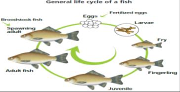 Figure 2: General life cycle of fish [9].