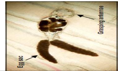 Figure 3: Body plans in the Copepoda [19]. a. Copepods (Sea Louse, Fish Maggot, Anchor Worm):