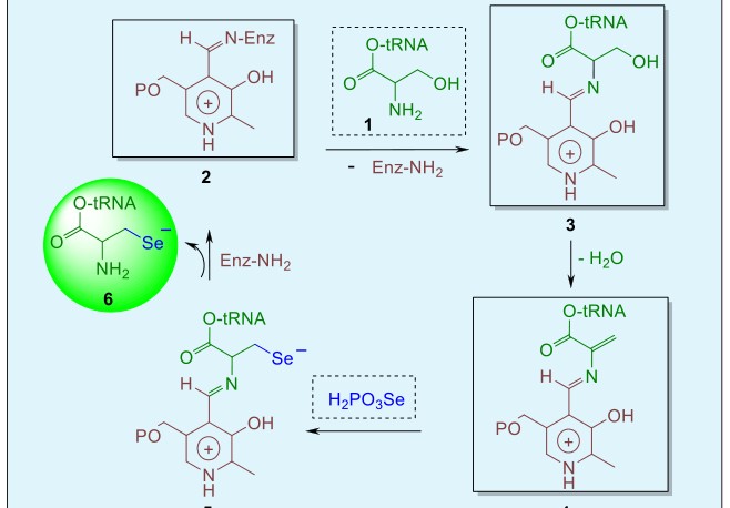 Figure 2: The biosynthesis of selenocysteine for eukaryotic GPx.