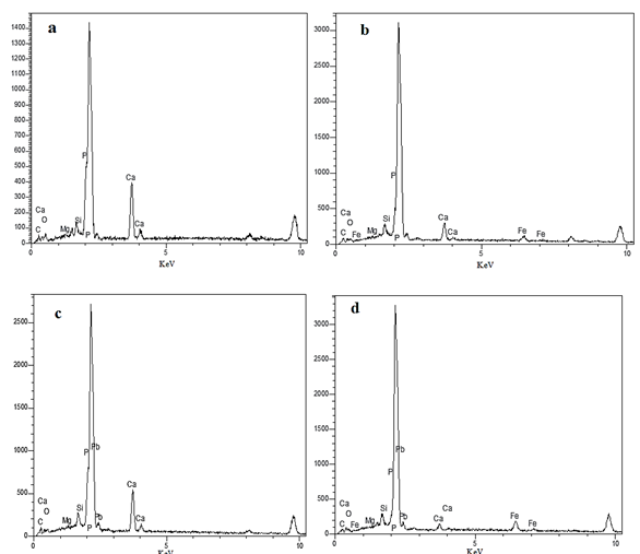 Figure 5: Elemental analysis of :(a) Hydroxyapatite, (b) Hydroxyapatite/Fe3O4, (c) Hydroxyapatite after adsorption of lead ion and (d) Hydroxyapatite/Fe3O4 after adsorption of lead ion.