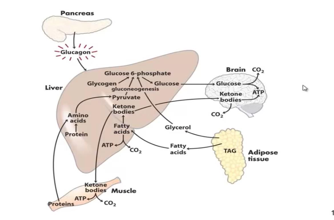 Figure 2: metabolism of liver during fast physiologic and prolonged. Show the several reactions that involve four tissues main: liver, brain, muscle and adipose tissue and the liver as center of reactions.