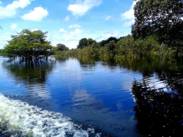 Figure 1: Field activity in the Rio Negro tributary to collect water samples for a environmental DNA study in the Brazilian Amazon.