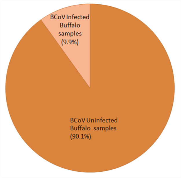Figure 2: Distribution of Bovine Coronavirus among Diarrhoeic Buffalo Calves