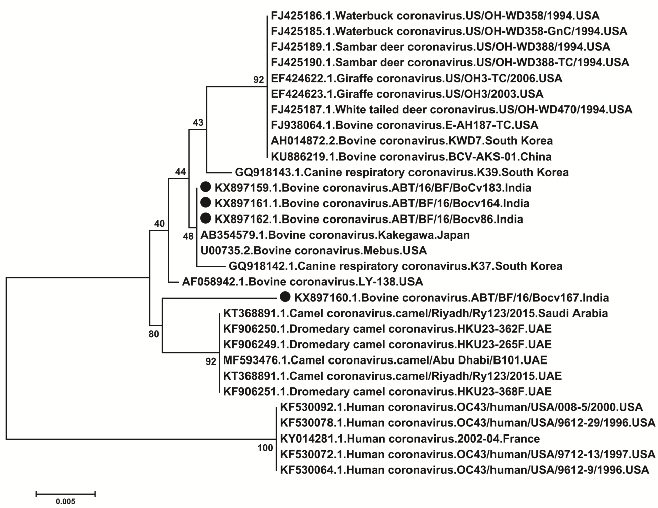 Figure 3: Phylogenetic analysis of Indian Bovine coronavirus strains with global strains. •=Bovine Coronavirus strains used in present study.