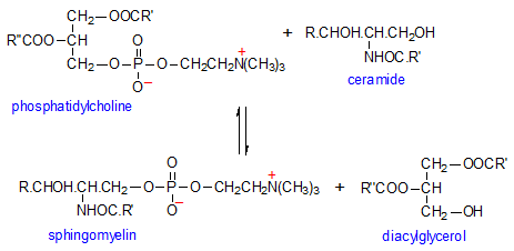 Figure 8: Depicted are the interconversions and formation of sphingomyelin from phosphatidylcholine given and vice versa as described by Marggraff, et al. [20] in the Land’s cycle.