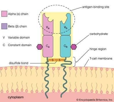 Figure 8: Molecular type of antigen receptor present on T cells.
