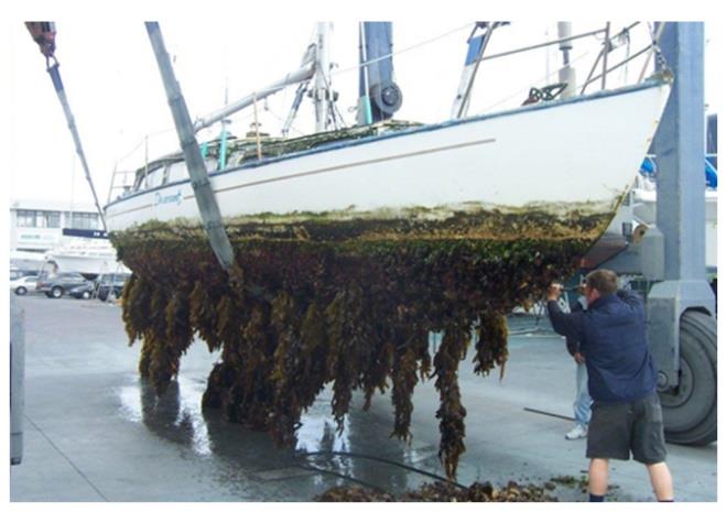 Figure 2: An evident invasion of marine benthos on a not managed ship hull).