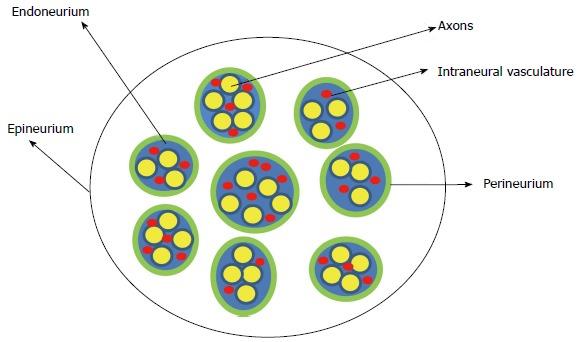 Figure 1: Schematic representation of the cross section of the peripheral nerve. Peripheral nerves are made up of multiple axons. The endoneurium is a connective tissue sheath surrounding the axons. The axons are bundled into fascicles and these have a surrounding sheath called the perineurium. Finally, each nerve is made up of many fascicles and is enclosed in a dense connective tissue sheath called the epineurium. These connective tissue sheaths support the nerve with associated blood vessels (vasonervorum).