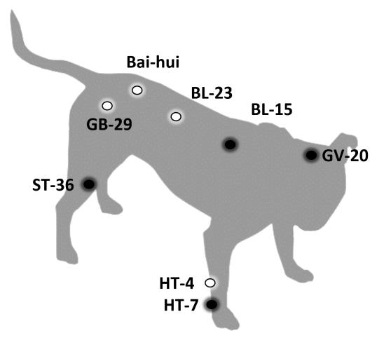 Figure 1: Acupoints used in this study; in the case reports below, an asterisk (*) following the acupoint indicates that needles were placed bilaterally; black circles indicate acupoints assigned to, but not necessarily successfully maintained for the intended duration in, all cases; white circles indicate case specific points.