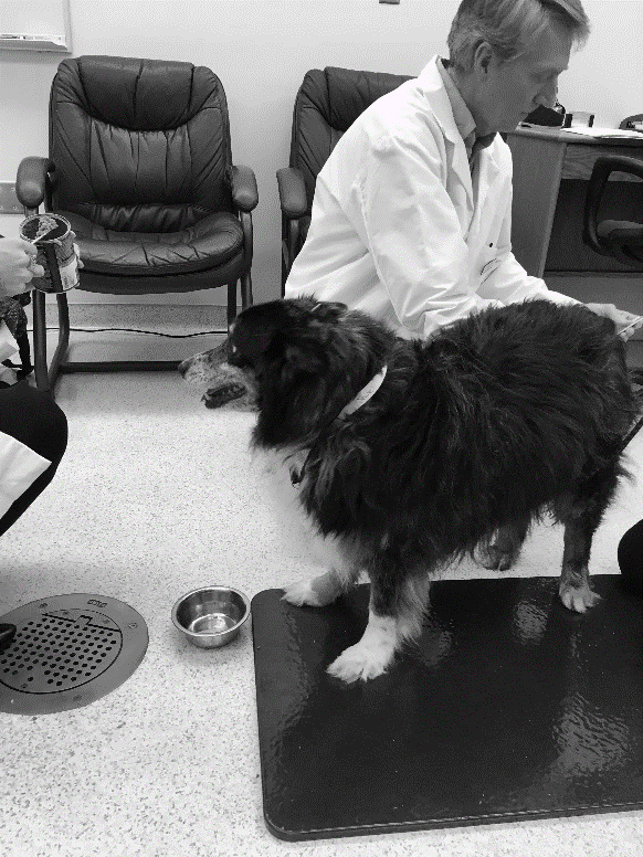 Figure 6: Dog Q receiving acupuncture at her first treatment (left) and electro-acupuncture (EA) at her fourth treatment (right). Note: She visited a groomer and had her hair cut between these visits.