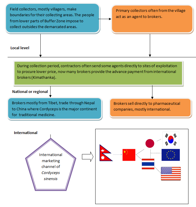 Figure 6: Marketing Channel of Yarsagumba.