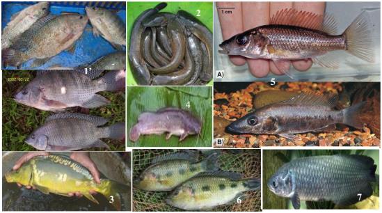 Figure 1: Some cultured fish species in Cameroon. 1: Oreochromis niloticus, 2: Clarias gariepinus, 3: Cyprinus carpio, 4: Heterobranchus sp, 5: Stomatepia mongo (A: freshly caught male, B: adult male), 6: Hemichromis fasciatus, 7: Heterotis niloticus [11,13].