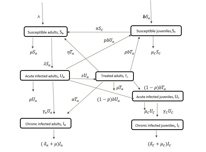 Figure 1: Hepatitis B Virus Disease Model. The Scheme of Nonlinear Differential Equations (DE) on behalf of the Typical remains specified by: