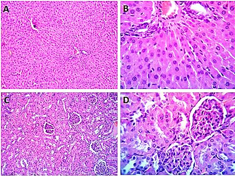 Figure 3: Photomicrograph of liver (A &B) showing apparently normal hepatic parenchyma with preserved cords arrangement, central veins, sinusoids, portal triads structures. Kidney (C &D) showing normal glomerular and renal tubular structures. H&E X 100(A,C), 400 ( B,D ).