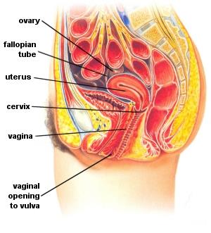 Figure 1: The uterus (and friends), existence of which was denied by Nillian-Scott.