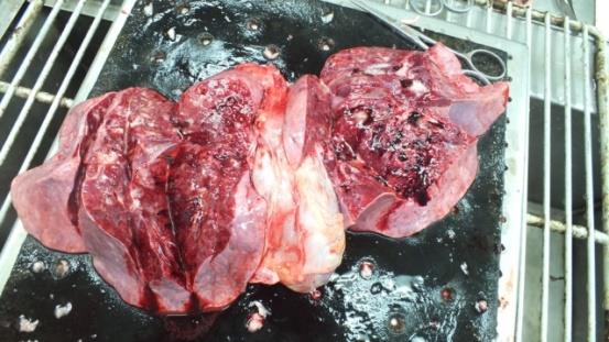 Figure 6: Lung edema.