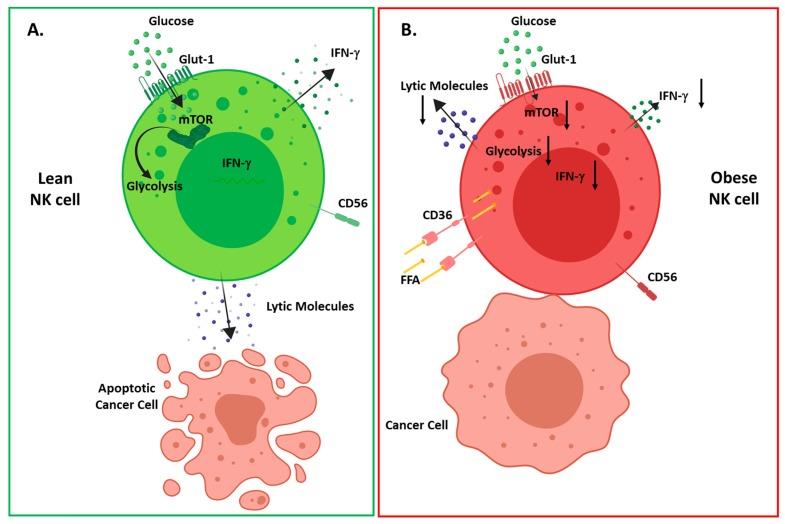 Figure 2: NK Cells [74].