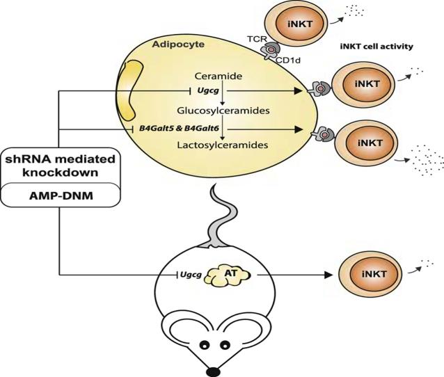 Figure 3: Adipocytes in NK cells [73].