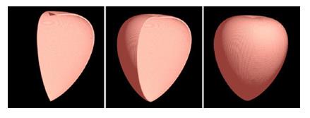Figure 5: A rough sketch of a heart as a whole (POV- Ray 3.7 rendering). (See POV-Ray 3.7 code to generate Figure 5 in Appendix A). Sequential Dynamics Generating a Simple Heart-Like Structure (Order form Order): As a second step we show in the following pictures (Figures 6 & 7) the sequential sections of a progressive (point by point) longitudinal and latitudinal generation of the heart shape structure. We note that the graphic resolution, even if very refined, cannot reproduce the real scale of cell dimensions. Moreover such a highly ordered sequential dynamics is still unable to simulate a realistic cell multiplication process. (See POV-Ray 3.7 code to generate Figures 6 and 7 in Appendix B). **Random Sparse Dynamics Generating a Simple Heart-** **Like Structure (Order from Chance):** A further passage consists in examining the random rendering steps of the algorithmic heart model which are illustrated in the following Figure 8. What is remarkable is that notwithstanding that each point is chosen by chance, an algorithmic information drives the dynamics towards an orderly structured attractor.