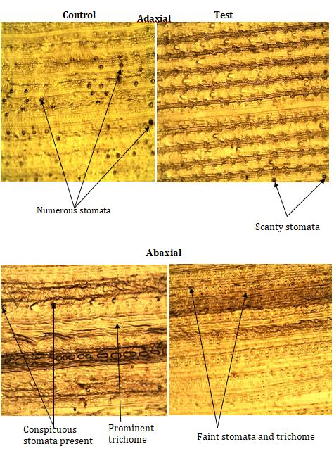 Figure 1: Foliar photomicrographs of Costus afer showing the alterations in the test sample across the adaxial and abaxial surfaces as compared to control sample.