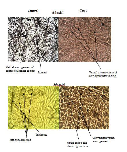 Figure 2: Foliar photomicrographs of Centosoma pubescens showing alterations in the test sample across the adaxial and abaxial surfaces as compared to contol sample.