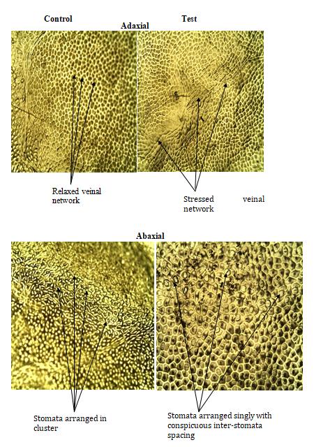 Figure 5: Foliar photomicrographs of Musa sapientum showing alterations in the test sampel across the adaxial and abaxial surfaces as compared to control sample.