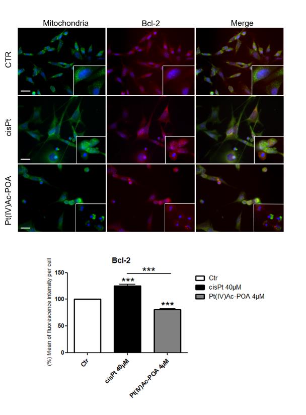 Figure 2: Bcl-2 protein analysis. B50 cells in control condition and after treatment with cisplatin 40 µM or Pt(IV)Ac- POA 4 µM. Green fluorescence for mitochondria, red for Bcl-2 and Hoechst 33258 counterstaining for the nuclei in blue. Inserts show detail of immunolobelling in control and in apoptotic cells. Bars: 40 µm. Histograms showed the percentage of mean fluorescence intensity per cells normalised to control (Ctr). Statistical analysis: number of observations per control and treated samples, and cisplatin vs Pt(IV)Ac-POA: ***ρ < 0.001.