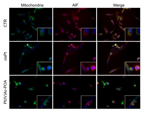 Figure 3: AIF protein analysis. B50 cells in control condition and after treatment with cisplatin 40 µM or Pt(IV)Ac- POA 4 µM. Green fluorescence for mitochondria, red for AIF and Hoechst 33258 counterstaining for the nuclei in blue. Inserts show detail of immunolobelling in control and in apoptotic cells. Magnifications: 40x, inserts: 100x.