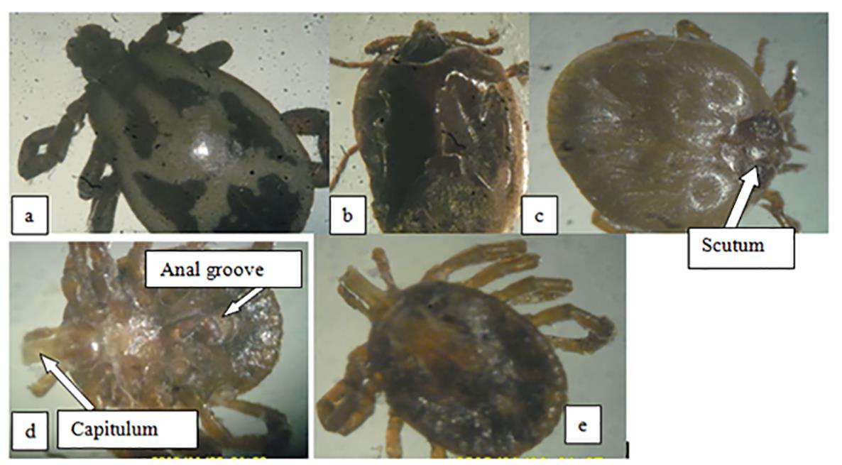 Figure 5: Prevalence of clinical signs and ticks in the baboons Erythema.