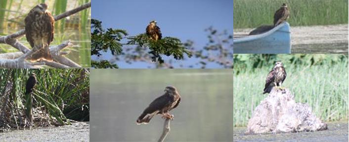 Figure 6: Some of the sites used as a hanger by R. sociabilis in the Escobalito lagoon, in Toluviejo, Sucre, to carry out their food activity.