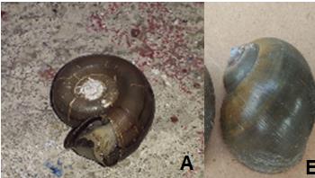 Figure 7: Images of Marisa cornuarietis (A) and Pomacea sp. (B) collected under the hanger of the Hawk Caracolero in the Escobalito lagoon, of Toluviejo, Sucre.