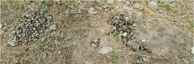 Figure 8: Shells of M. cornuarietis (left) and Pomacea sp. (right) found under a hanger of the Hawk Caracolero on the banks of the Escobalito lagoon, Tolvuiejo, Sucre.