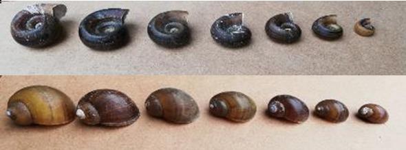 Figure 9: Size classes for M. cornuarietis (above) and Pomacea sp. (down).