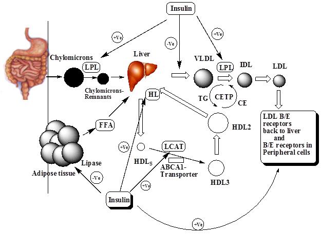 Figure 2: The major point effects by insulin on lipoprotein metabolism: For insulin activates [+ve ]: LPL; HL; LCAT; LDL B/E receptors. For insulin inhibits [ -ve ]: hepatic VLDL production, hormone-sensitive lipase.LPL; lipoprotein lipase, HL; hepatic lipase, VLDL; very low density lipoprotein, IDL; intermediate density lipoprotein, LDL; low density lipoprotein, TG; triglycerides, CETP; cholesteryl ester transfer protein, CE; cholesteryl ester, HDL; high density lipoprotein, LCAT; lecithin-cholesterol acyl transferase, ABCA1; ATP binding cassette A1 transporter.
