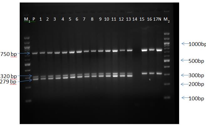 Figure 1: Multiplex PCR assay for the confirmation of methicillin resistant Staphylococci from the clinical setting.
