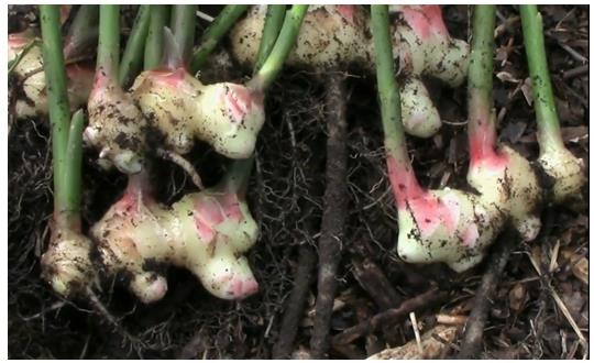 Figure 2: Ginger plant Figure 3: Ginger root with its plant grown in the field.