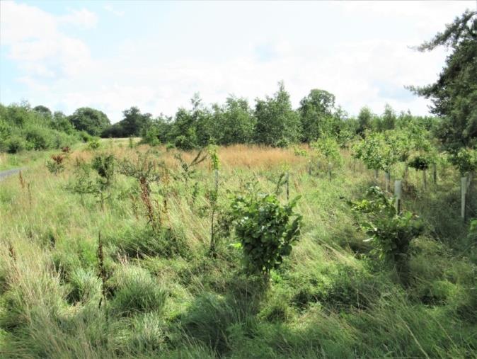 Figure 1: Planted trees about ten years ago.